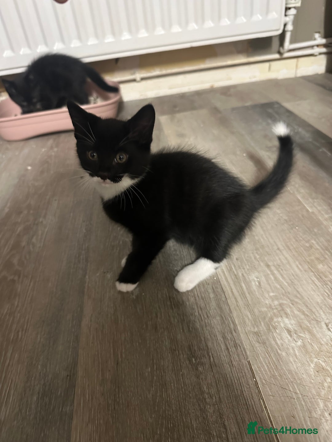 British Shorthair cats for sale: Kittens black/white  - Image 5