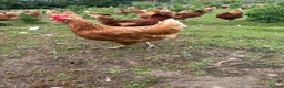 Chickens poultry for sale: 13 month laying hens - Advert 3