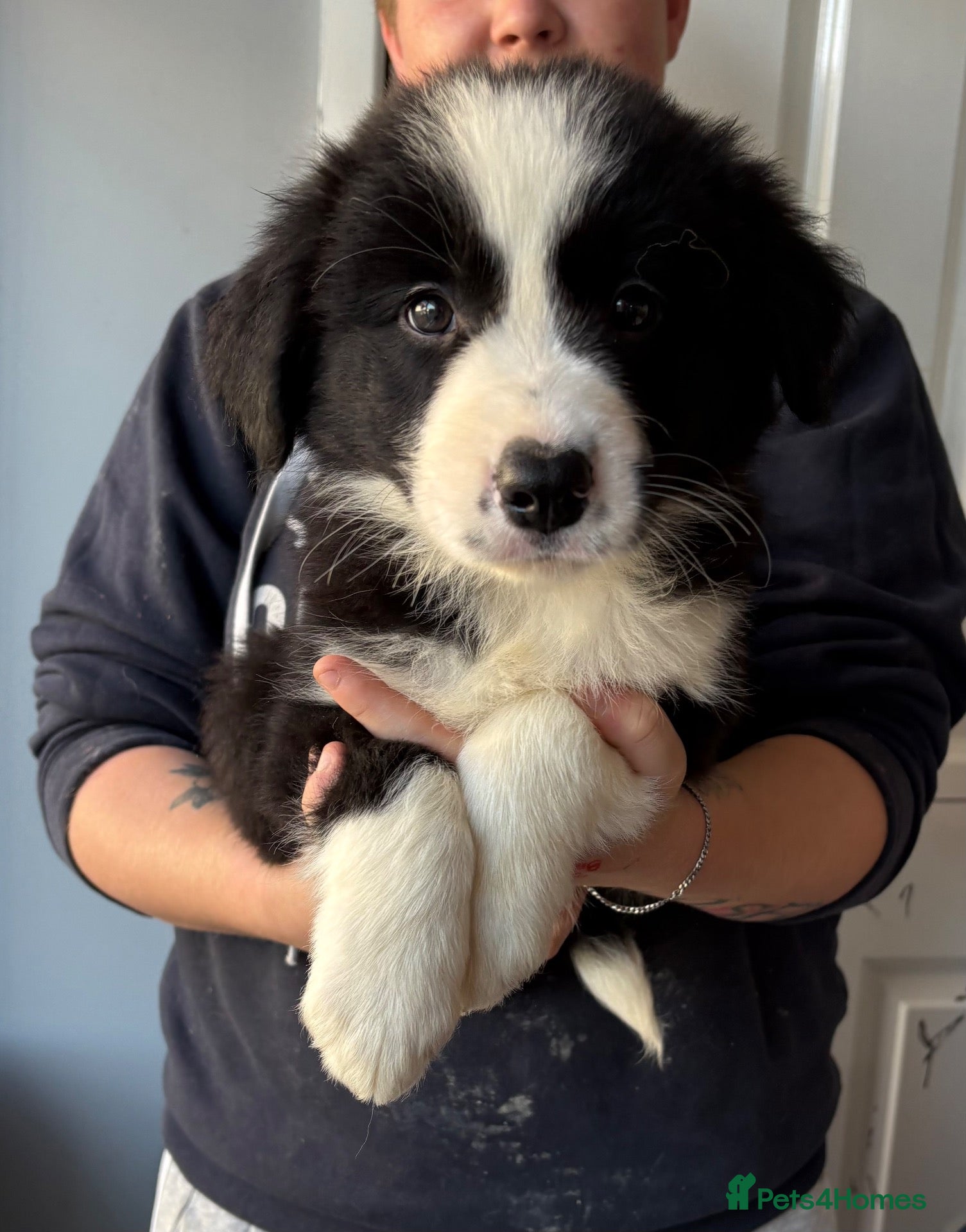 Border Collie dogs Gorgeous Seal & Black&White Border Collie Puppies  - Advert 2
