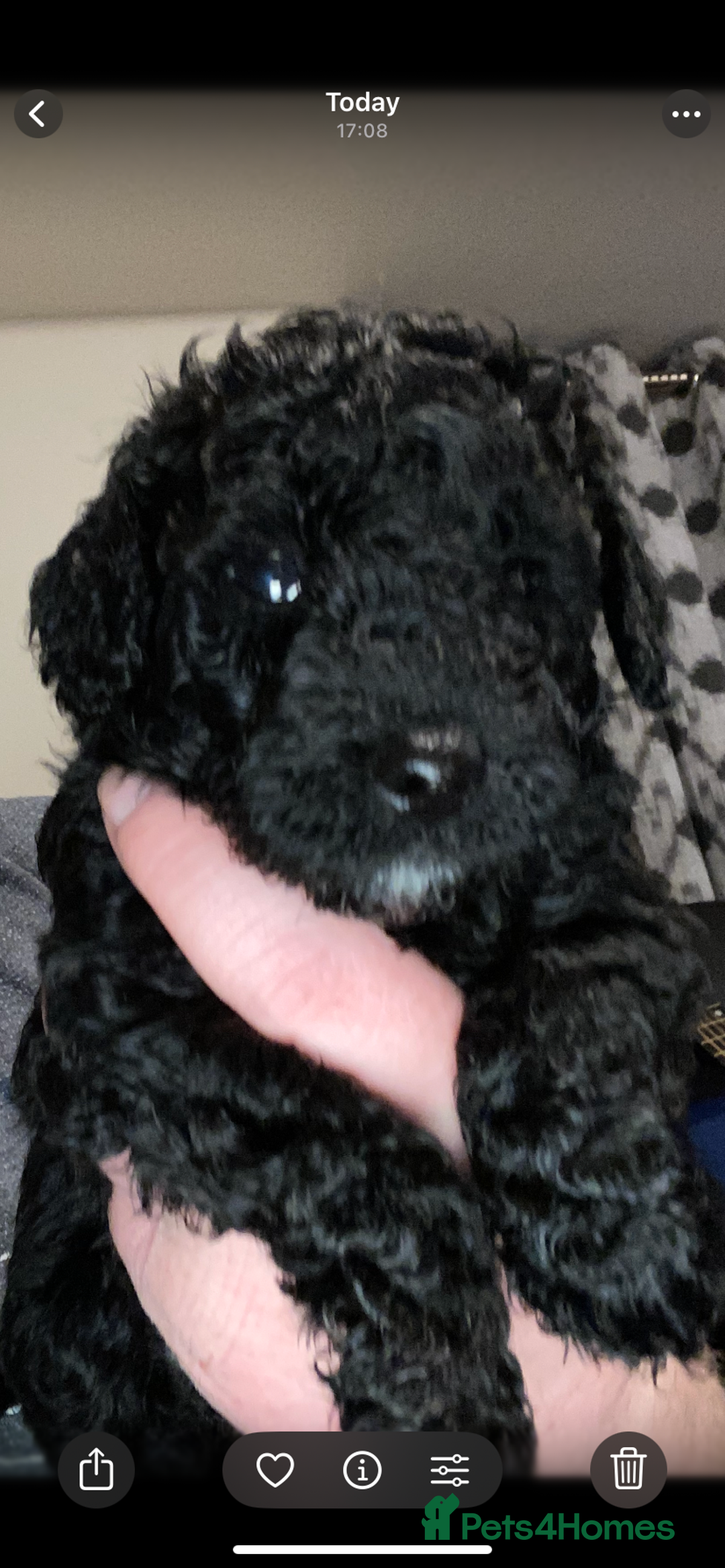 Toy Poodle dogs for sale: Beautiful Toy Poodle Pups  - Advert 40