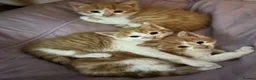 Mixed Breed cats for sale: Kittens stunning mainecoonxbengal ready today 🐈💖 - Advert 10