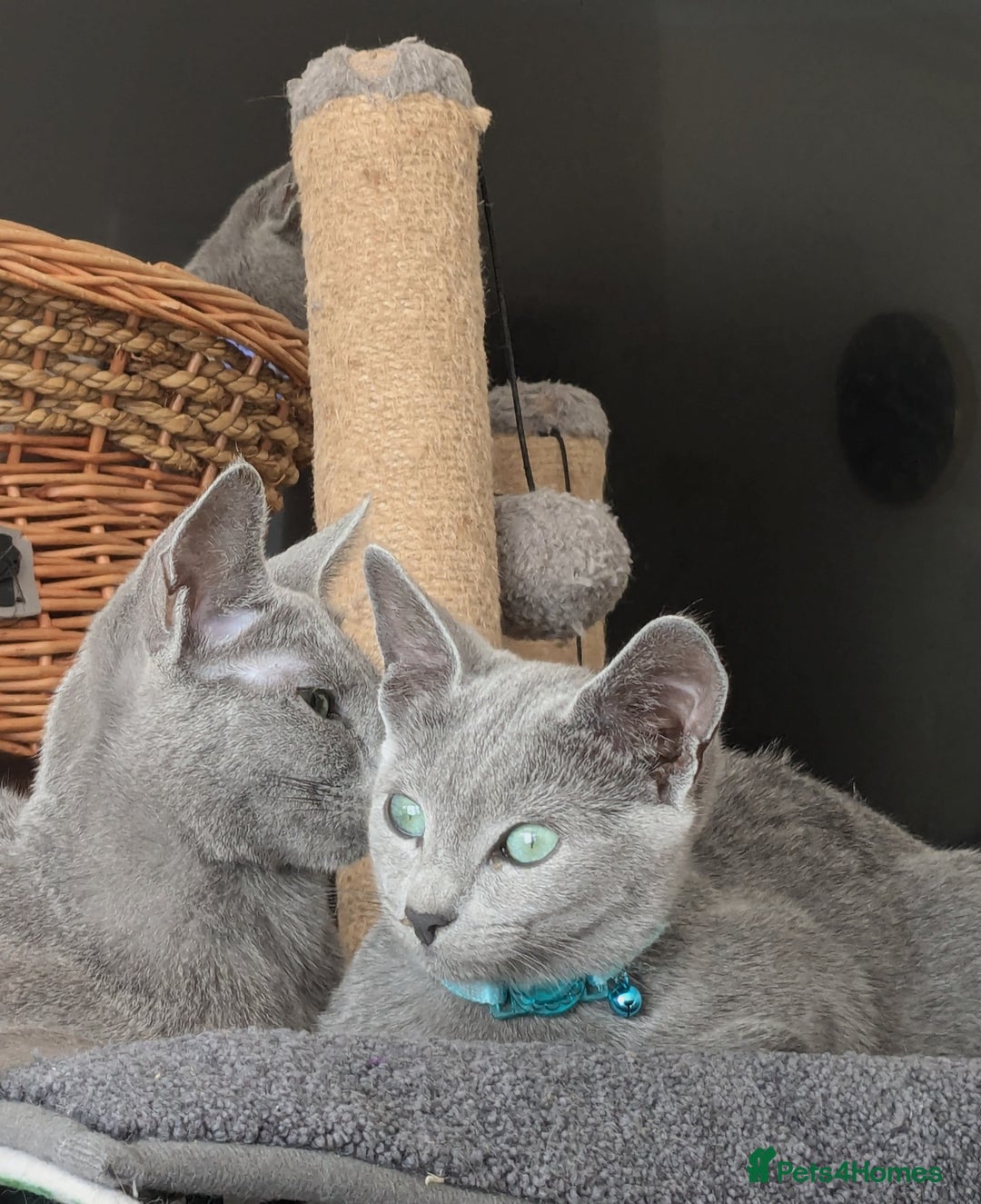 Russian Blue cats for sale: RB kittens Pedigree London  - Image 12