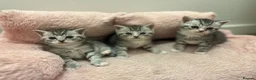 British Shorthair cats for sale: BRITISH SHORT HAIRED -SILVER TABBY - Advert 6