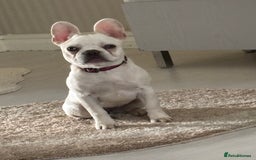 French Bulldog dogs for sale: French bulldog puppie - Image 2