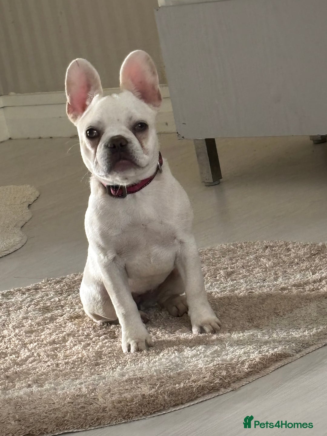 French Bulldog dogs for sale: French bulldog puppie - Image 2