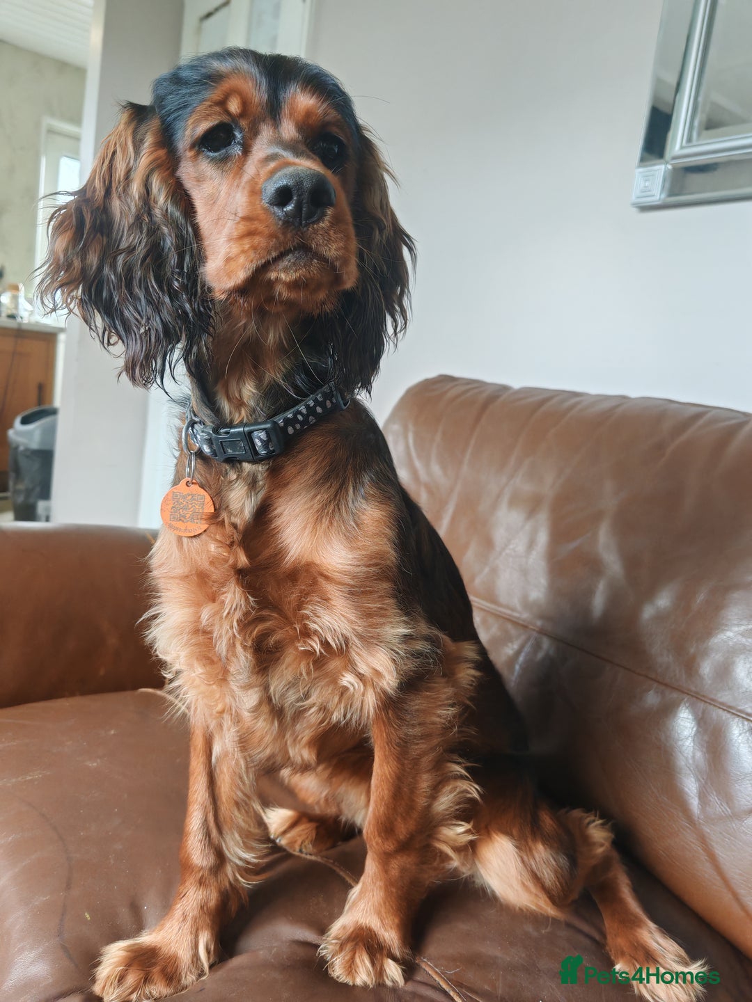 Cocker Spaniel dogs for sale: Beautiful cocker spaniel girl - Image 3