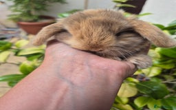 Mini Lop rabbits for sale: Beautifull  mini lops  - Image 1