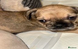 French Bulldog dogs for sale: Litter of mixed colour French bulldog puppies  - Advert 34