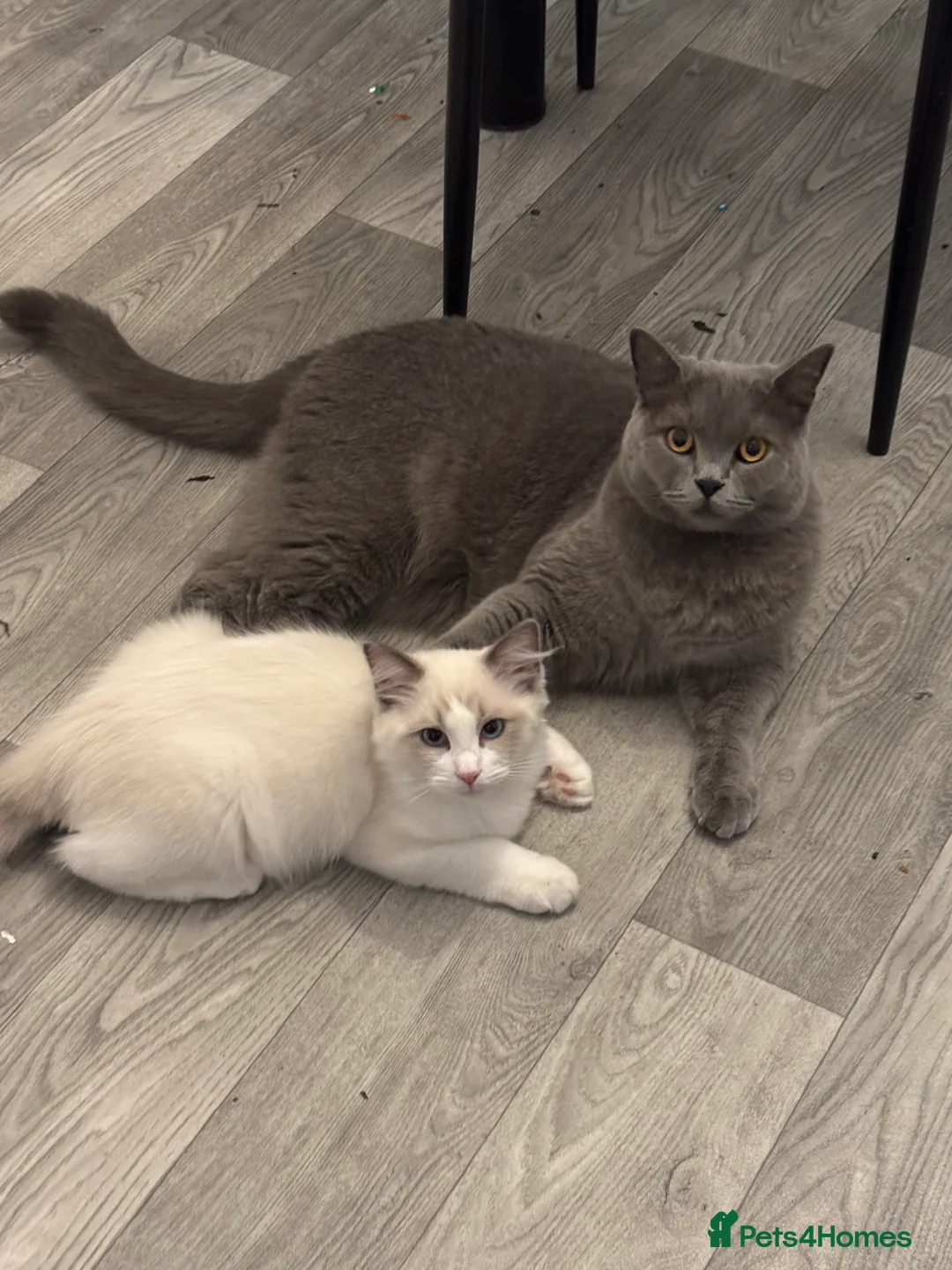 Ragdoll cats for sale: Two boys for sale.  - Advert 2