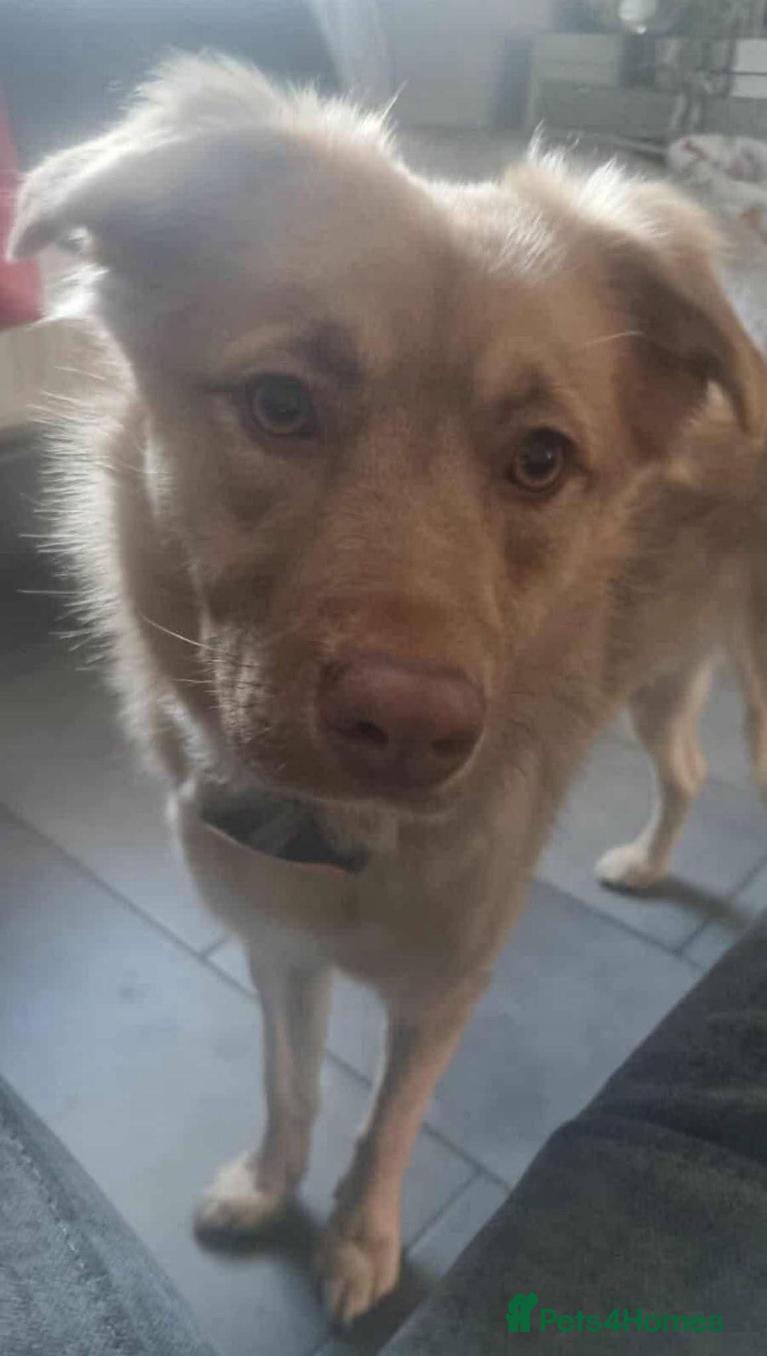 Mixed Breed dogs for adoption: Meet Cassie, currently residing in Surrey - Advert 5