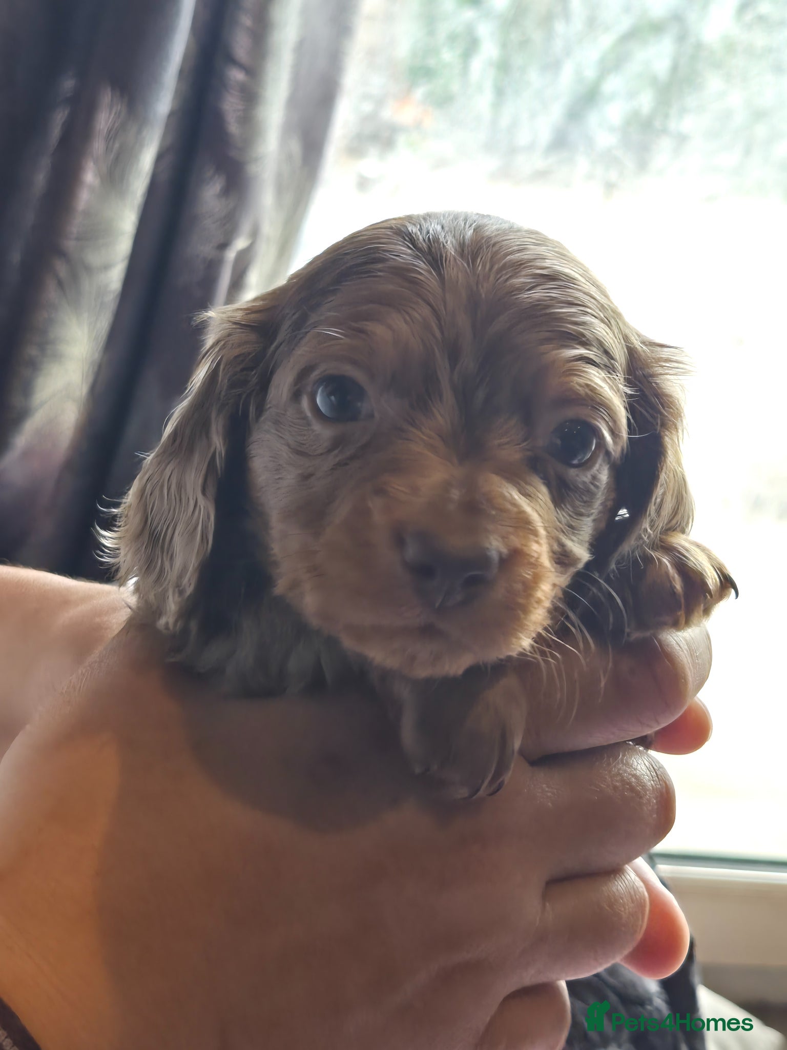 Dachshund dogs for sale: 5 gorgeous dachshund puppies for loving homes in Ludlow - Advert 7