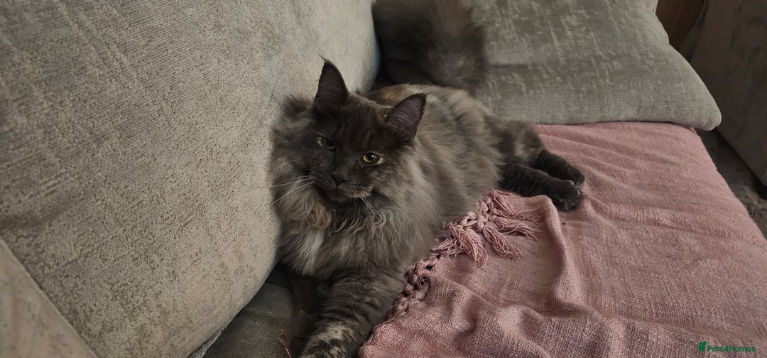 Maine Coon cats for sale:  maincoon  - Advert 3