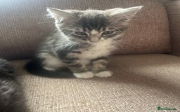 Mixed Breed cats for sale: Mixed breed kittens for sale, grey, brown  - Image 8