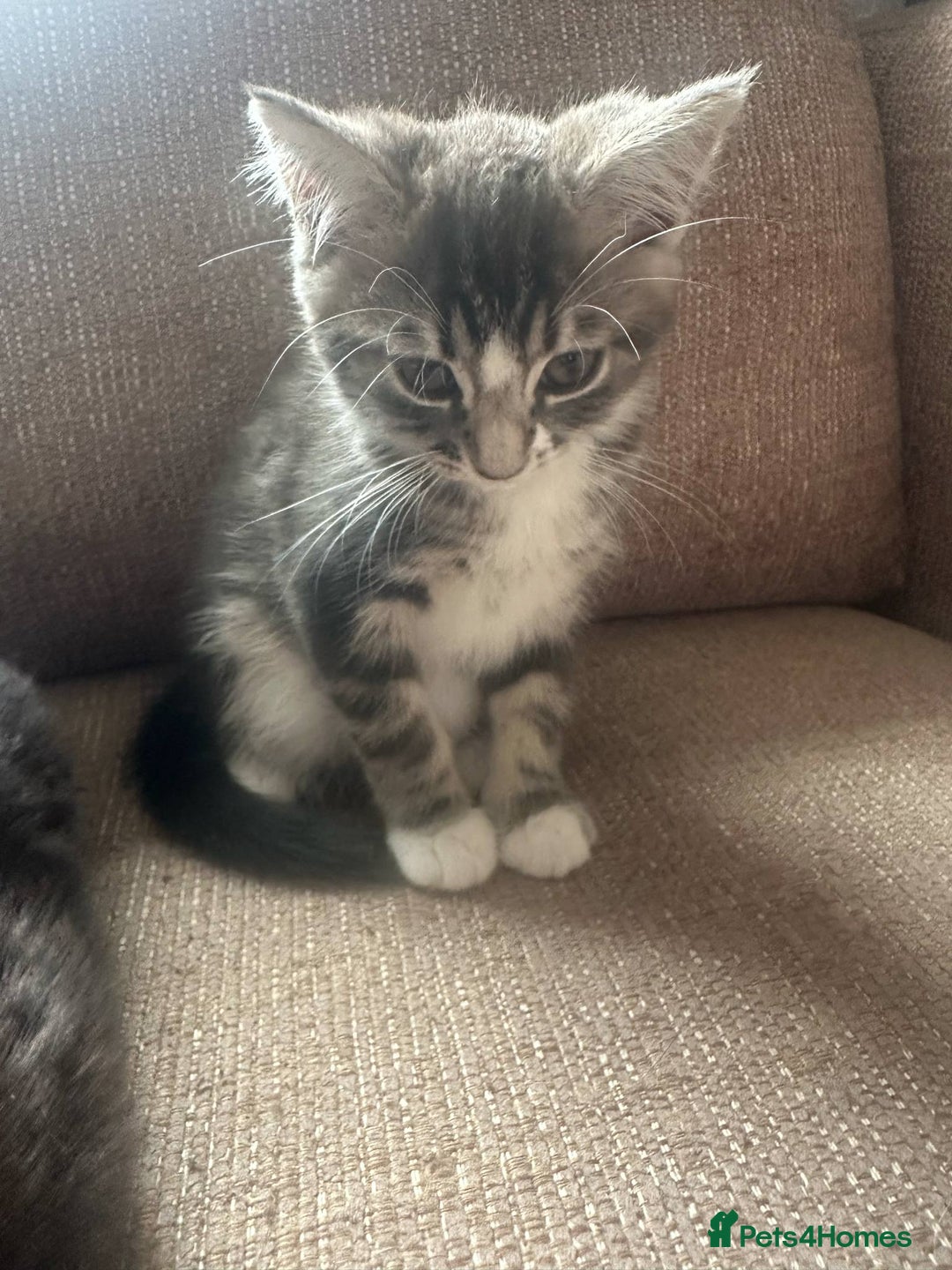 Mixed Breed cats for sale: Mixed breed kittens for sale, grey, brown  - Image 8