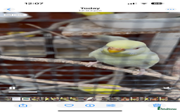 Budgerigars birds for sale: Budgies for sale - Image 1