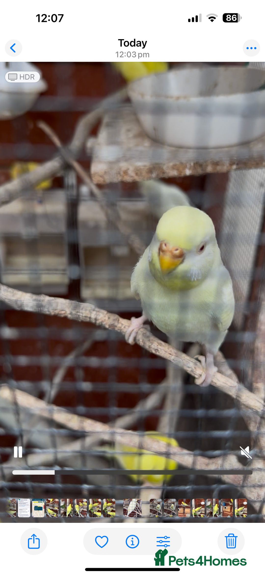 Budgerigars birds for sale: Budgies for sale - Image 1