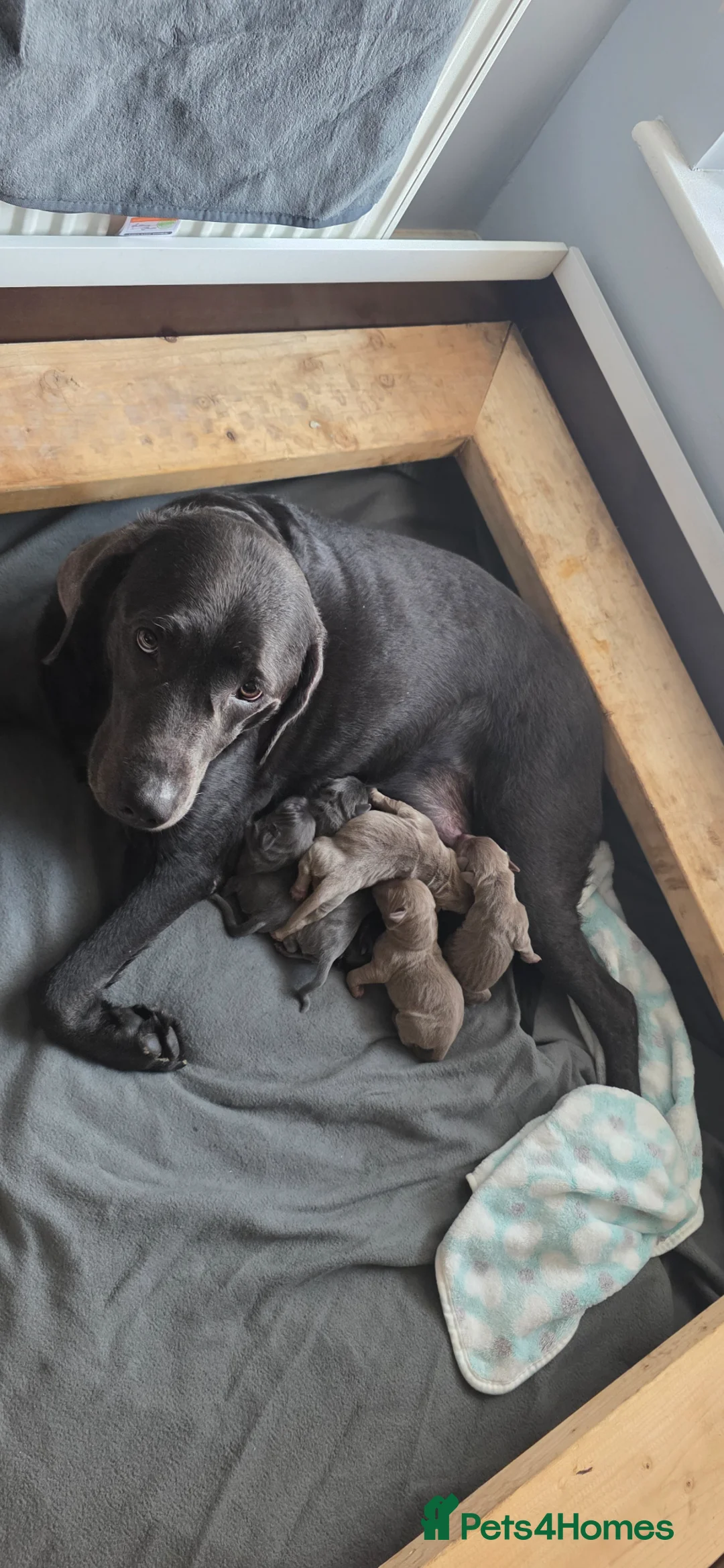 Labrador Retriever dogs for sale: Silver & Charcoal Labrador pups in Newcastle - Advert 1