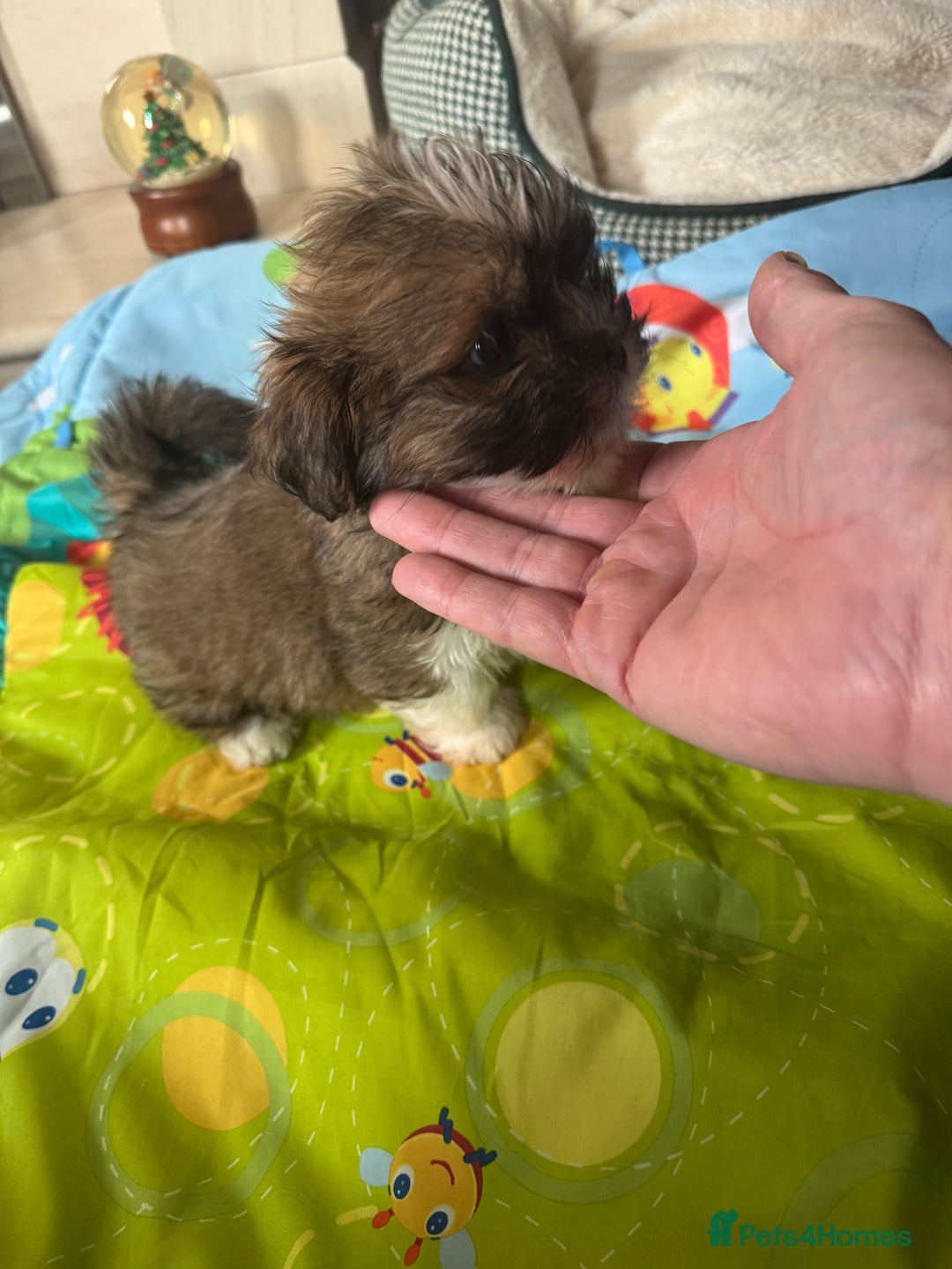 Lhasa Apso dogs for sale: KC reg female Lhasa apso puppy PRA clear  - Advert 15