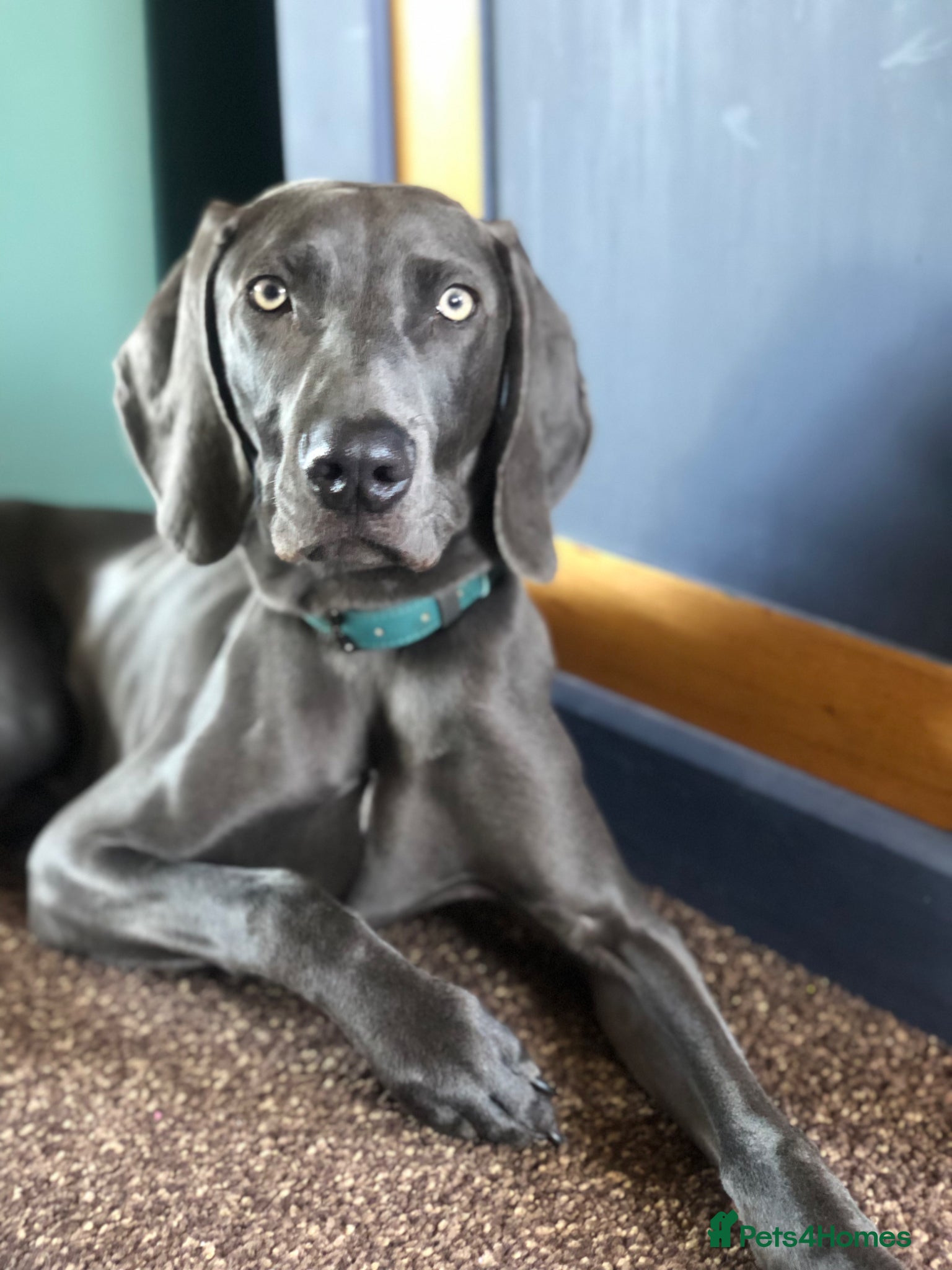 Weimaraner dogs 20 Month old blue Weimarner  - Advert 13