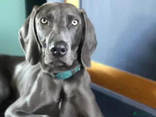 Weimaraner dogs 20 Month old blue Weimarner - Advert 13