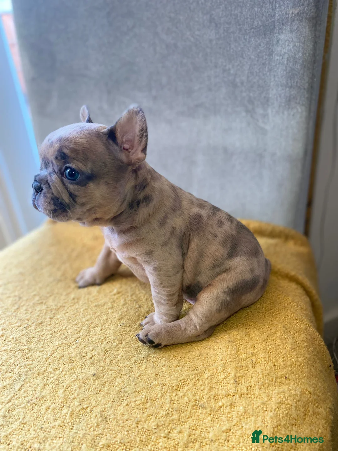 French Bulldog dogs for sale: Kc Registered Merle French Bulldog puppy in Birmingham - Advert 10
