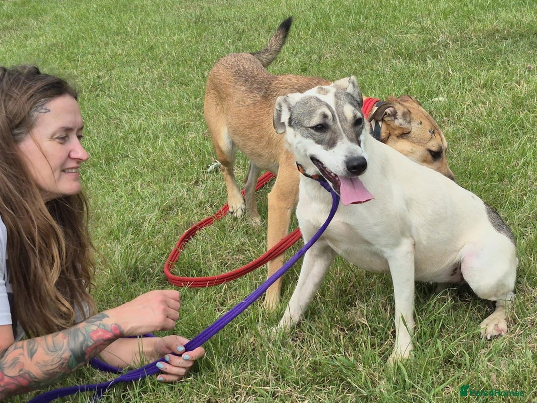 Mixed Breed dogs for adoption: Lotty (2) Norwich Norfolk  - Image 14