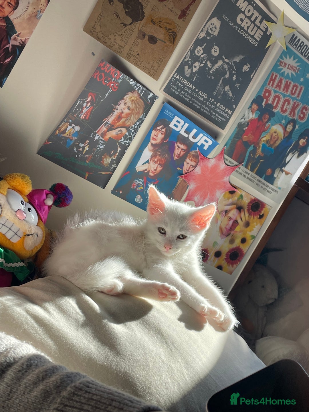 Domestic Shorthair cats for sale: Sweet boy Charlie - Image 8
