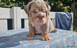 English Bulldog dogs for sale: HEALTHY HAPPY QUALITY PEDIGREE ENGLISH BULLDOG  - Image 6