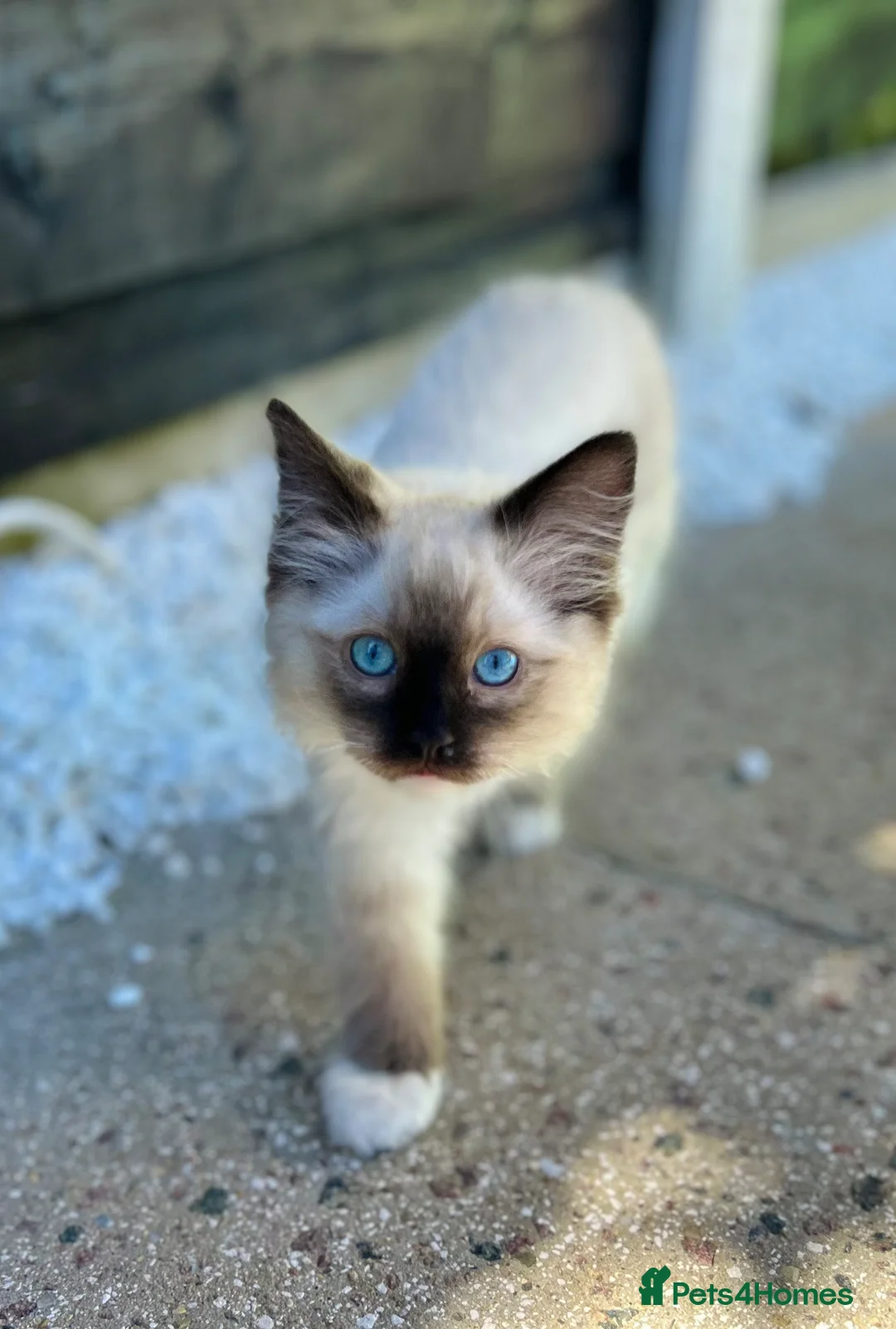 Ragdoll cats for sale: Male chocolate point ragdoll kitten - Advert 6