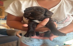 Sprocker dogs for sale: Sprocker puppies - Image 5