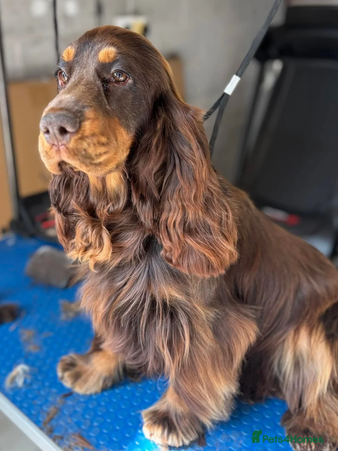 Cocker Spaniel dogs for sale: Beautiful Show Cocker Spaniel pup - Advert 9
