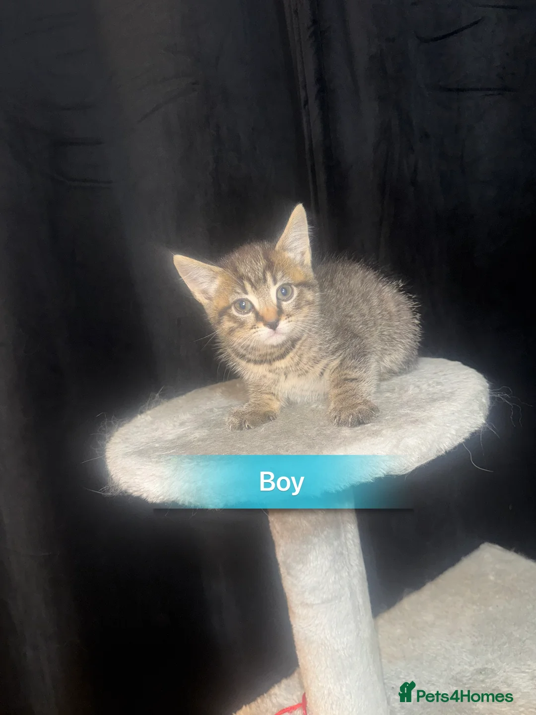 Mixed Breed cats for sale: Beautiful Chucky kittens for sale  - Advert 9