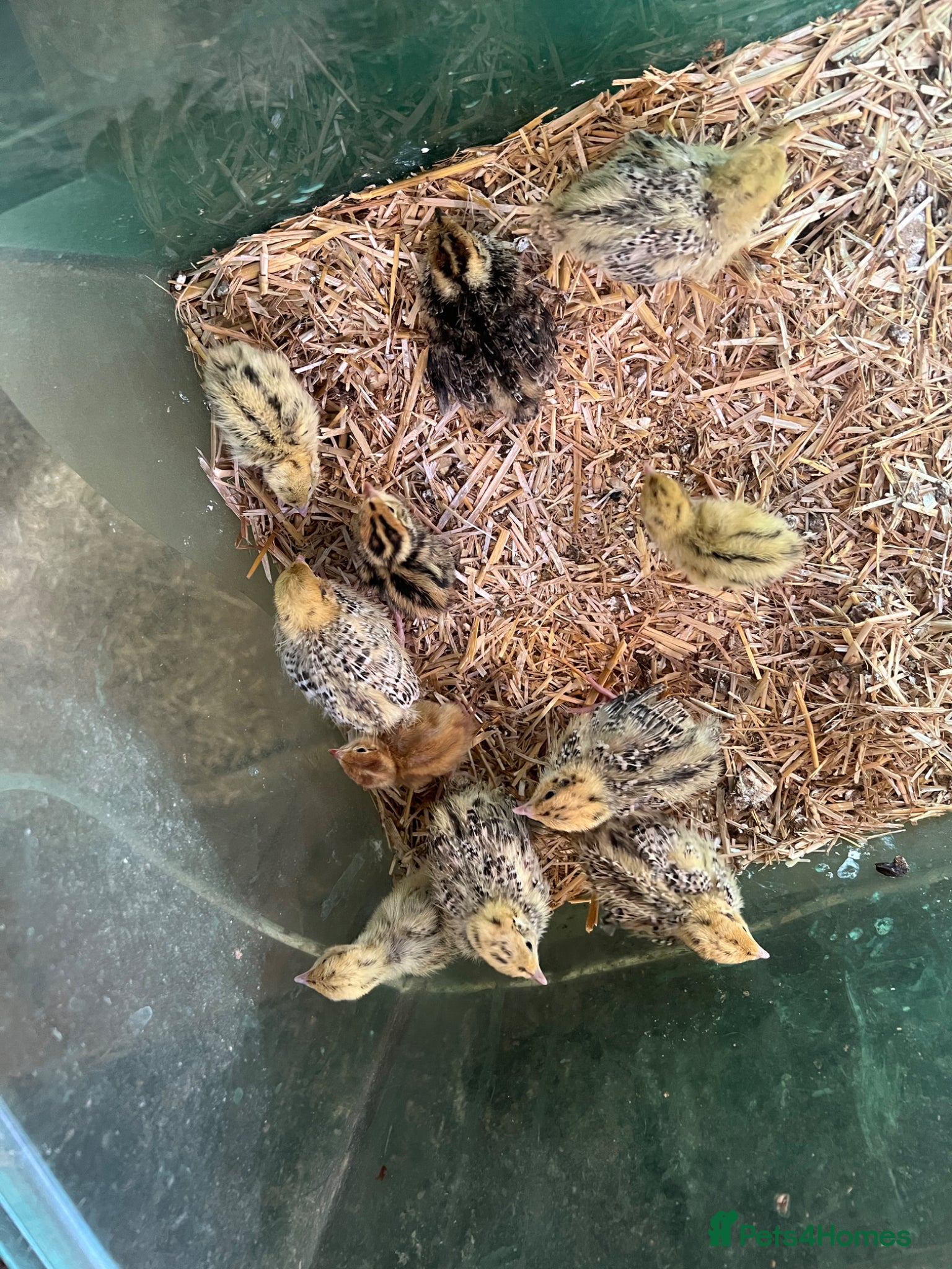 Chickens poultry 5 days old golden quail chicks for sale  - Advert 1
