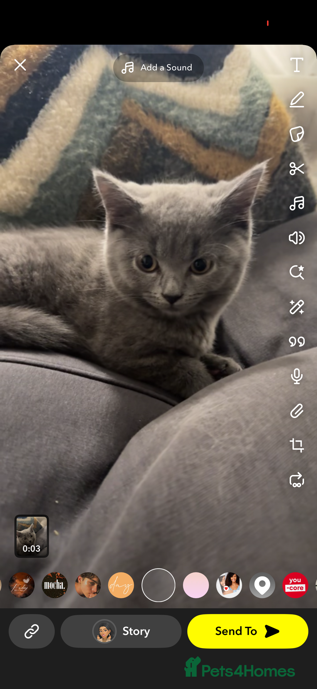 British Shorthair cats for sale: British short hair milo 🤍 - Image 2