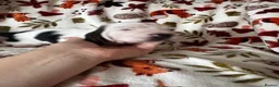 Basset Hound dogs for sale: QUALITY KC LITTER OF BASSET PUPPYS - Advert 5