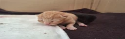 Mixed Breed cats for sale: Rare Ginger Female  in Bracknell - Advert 6