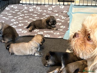 Shih Tzu dogs - Advert 16