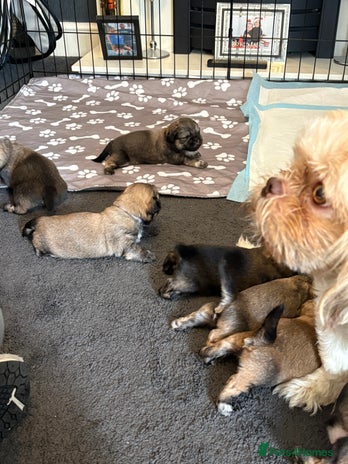 Shih Tzu dogs - Advert 16
