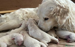 Golden Retriever dogs for sale: Gorgeous Golden retrievers Puppies for new homes - Image 8