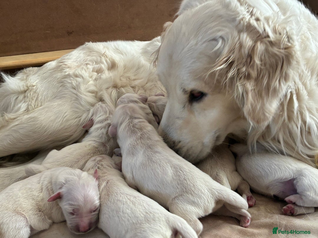 Golden Retriever dogs for sale: Gorgeous Golden retrievers Puppies for new homes - Image 8