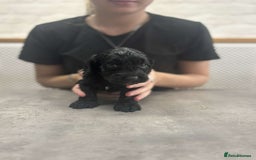 Cockapoo dogs for sale: Stunning f1 Cockapoo puppies  - Image 5