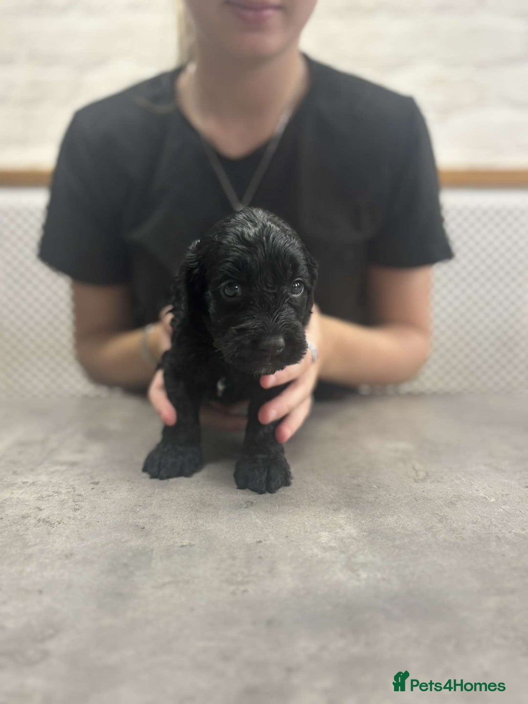 Cockapoo dogs for sale: Stunning f1 Cockapoo puppies  - Image 5