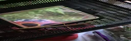 Stick Insects invertebrates for sale: Indian stick insects  in Taunton - Advert 1