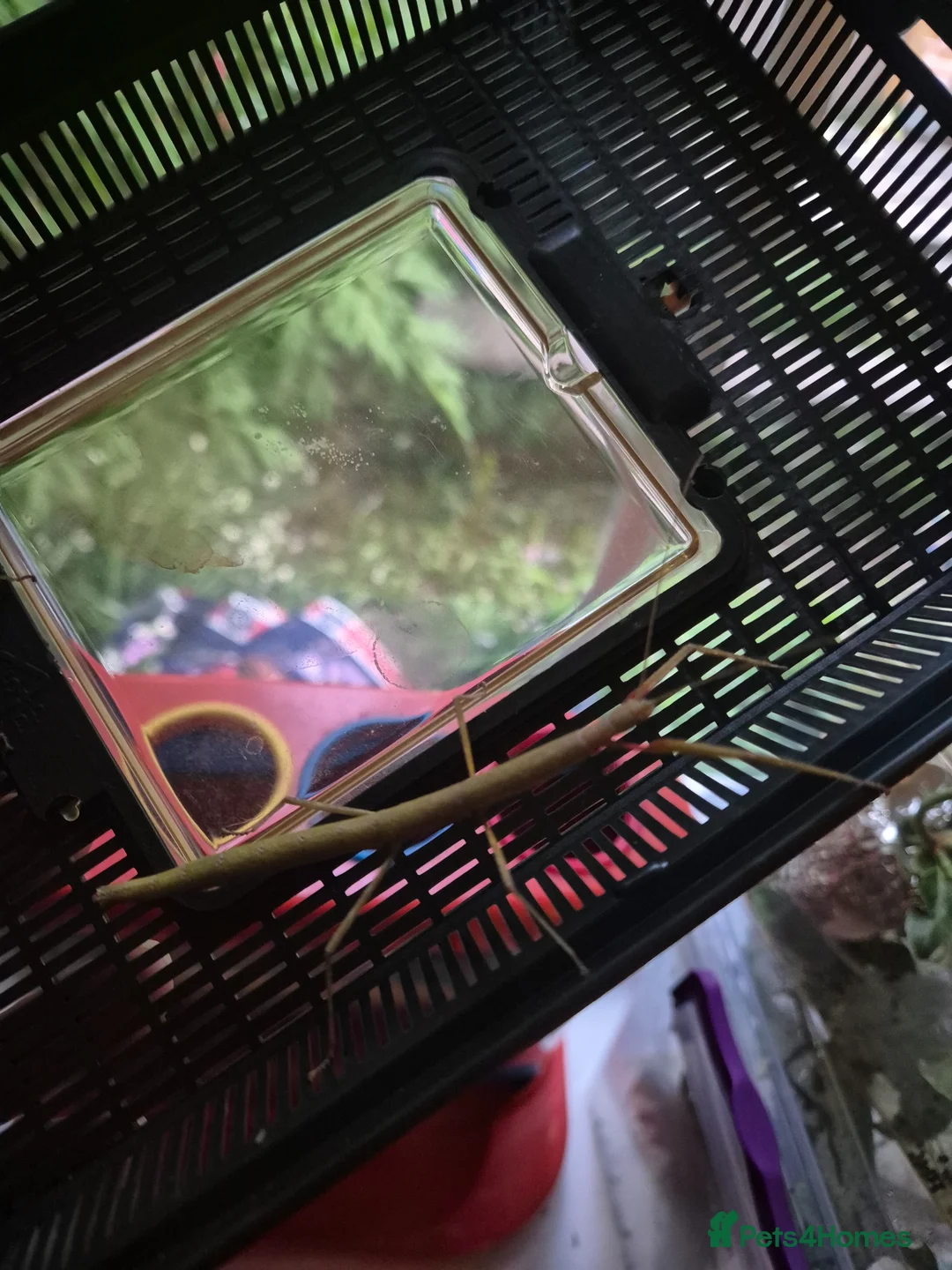 Stick Insects invertebrates for sale: Indian stick insects  in Taunton - Advert 1