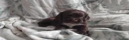 Sprocker dogs for sale: Sprocker puppies  - Advert 20