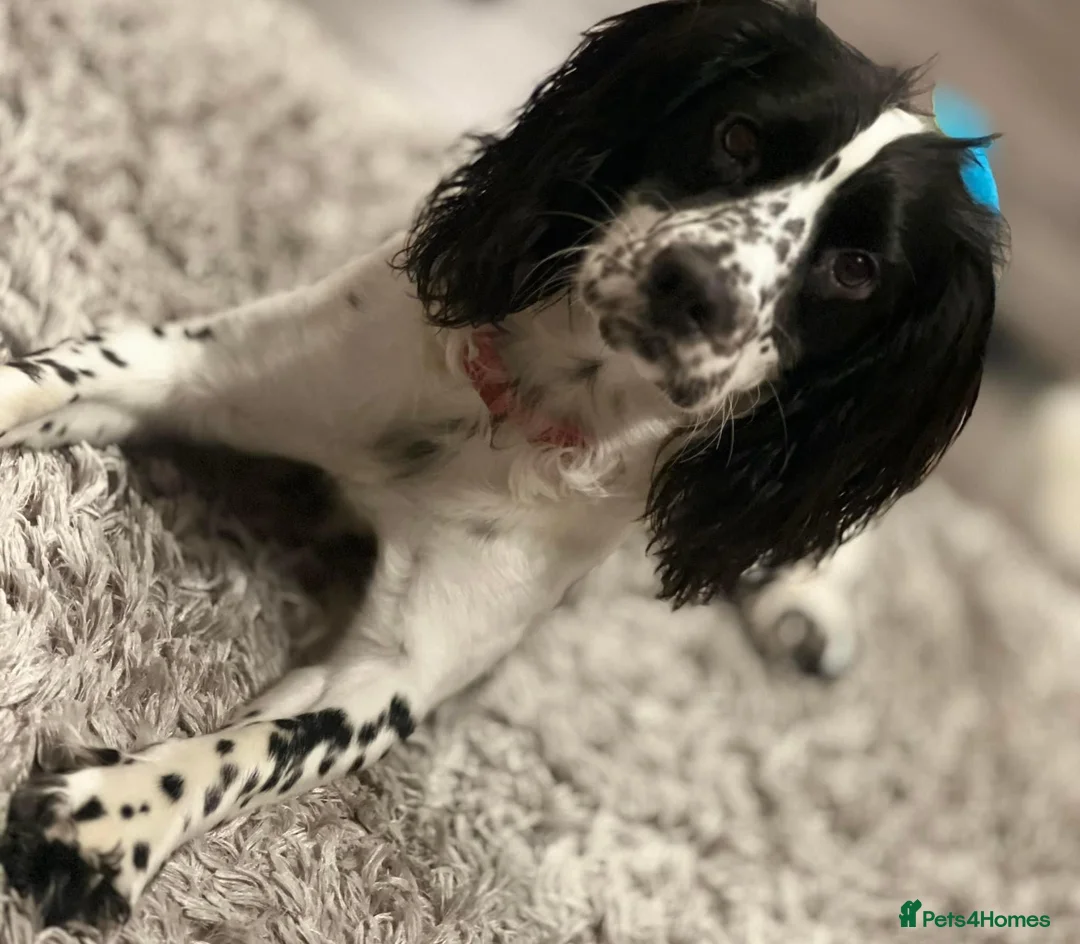 Cocker Spaniel dogs for stud: Cocker spaniel stud in Ludlow - Advert 4
