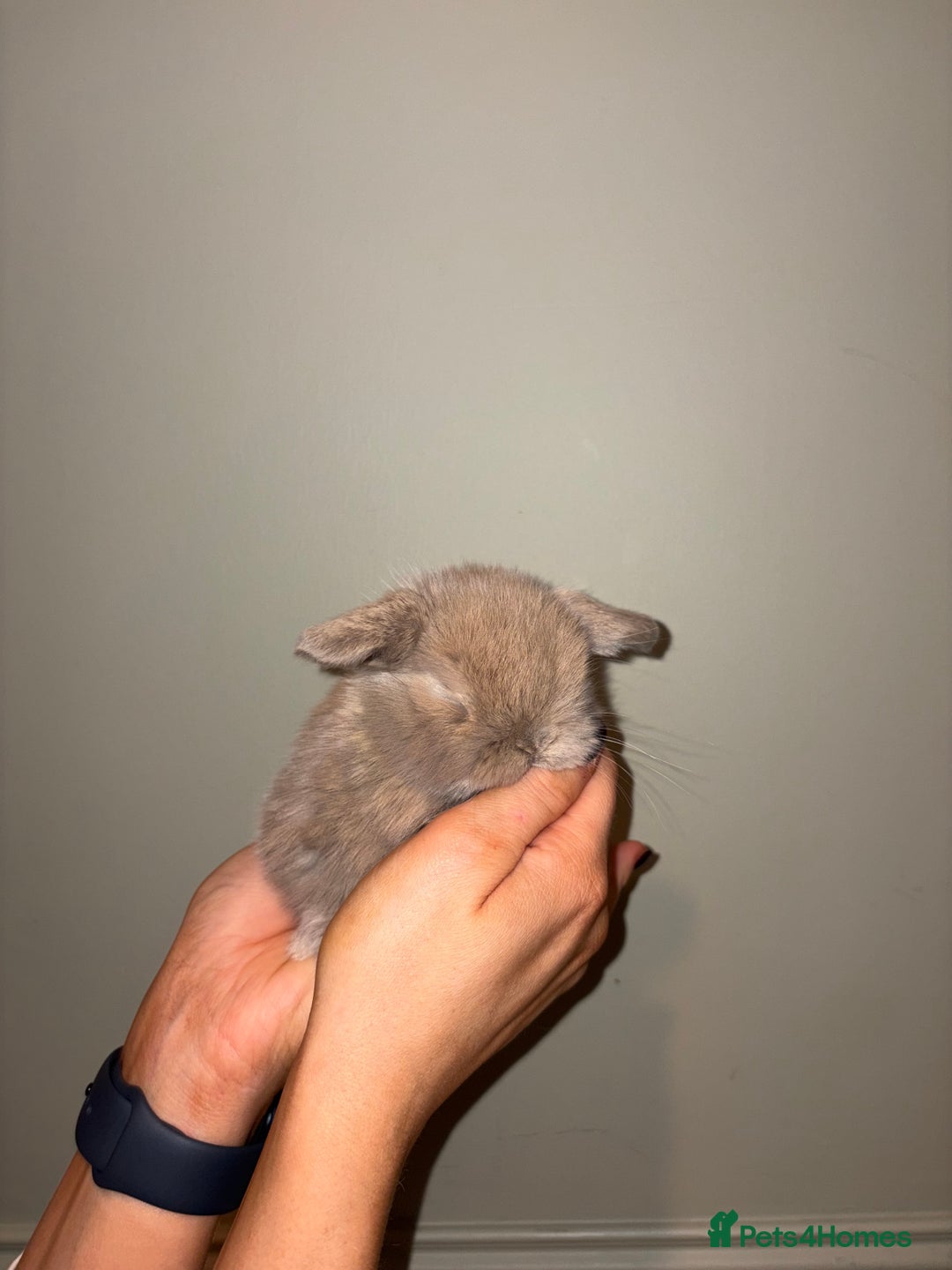 Mini Lop rabbits for sale: Mini lop bunnies  - Advert 4