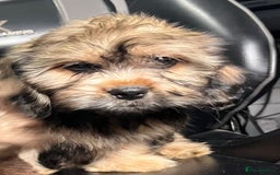 Mixed Breed dogs for sale: *REDUCED!!* READY TO GO NOW SHIH TZU X DACHSHUND  in Kidderminster - Image 2