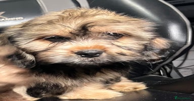 Mixed Breed dogs in Kidderminster - Advert 1