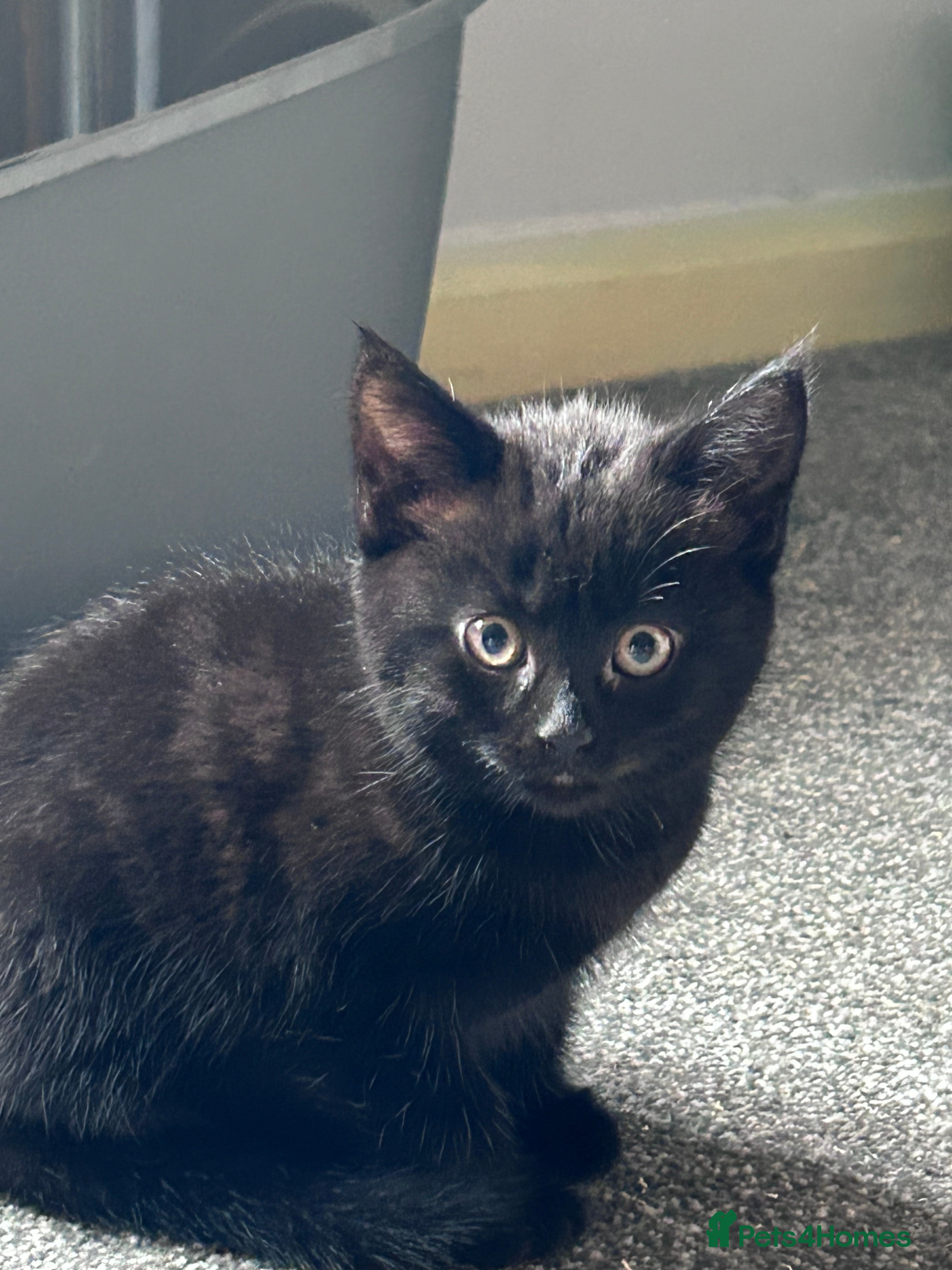 Mixed Breed cats Seven beautiful kittens  - Advert 2